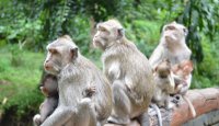 Maymunlar Konseyi, Bandung, Endonezya 